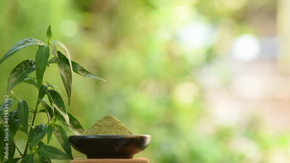 Kariyat or andrographis paniculata branch green leaves and powder on nature background. Kariyat or andrographis paniculata branch green leaves and powder on nature background.