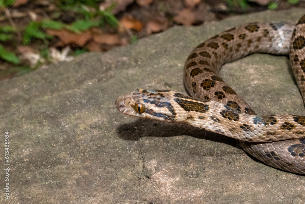 Spotted rock snake (Lamprophis guttatus) in the wild Spotted rock snake (Lamprophis guttatus) in the wild