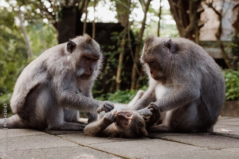 Family of long-tailed macaque at Uluwata temple in Bali, Indonesia Family of long-tailed macaque at Uluwata temple in Bali, Indonesia