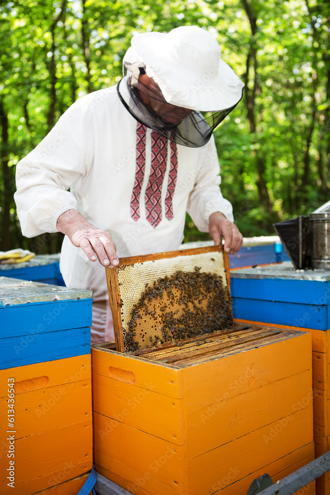 Beekeeper is working with bees and beehives on the apiary. Beekeeping. Apiculture. Beekeeper is working with bees and beehives on the apiary. Beekeeping. Apiculture.