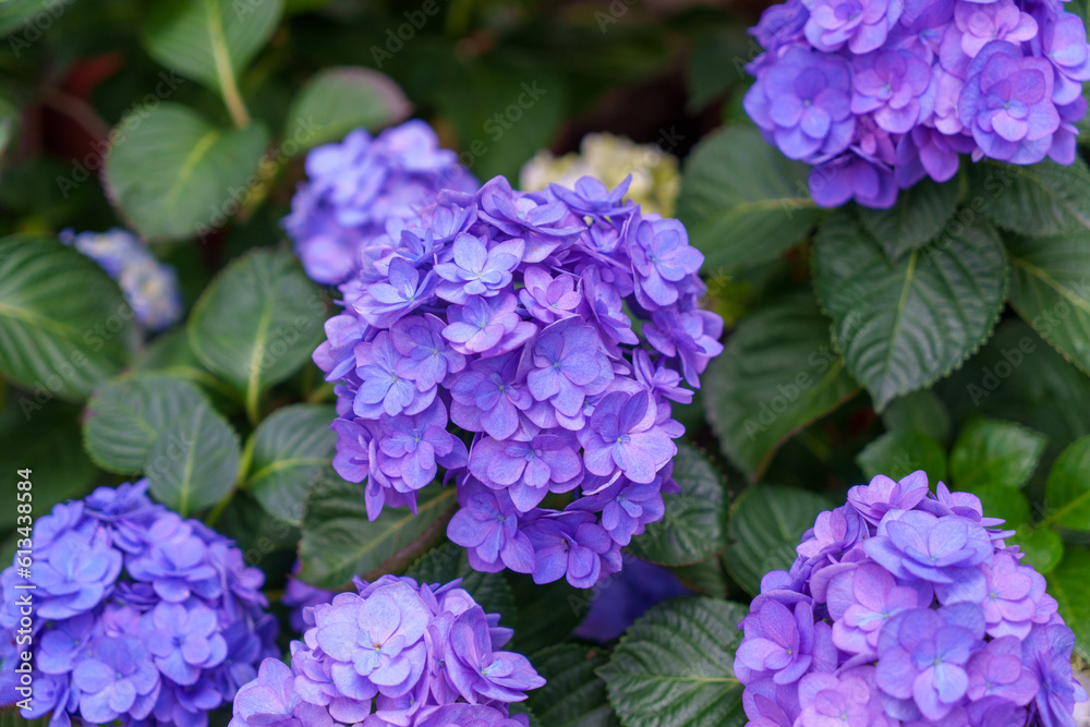 Blooming blue, purple, white hydrangeas in the garden. Shilin Official Residence Hydrangea Exhibition. Taipei, Taiwan Blooming blue, purple, white hydrangeas in the garden. Shilin Official Residence Hydrangea Exhibition. Taipei, Taiwan