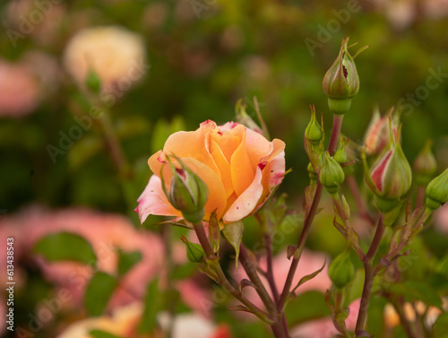 violet  Rose  Carduus  plant  flower  nature  purple  natural  floral 