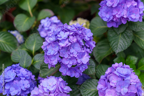Blooming blue  purple  white hydrangeas in the garden. Shilin Official Residence Hydrangea Exhibition. Taipei  Taiwan