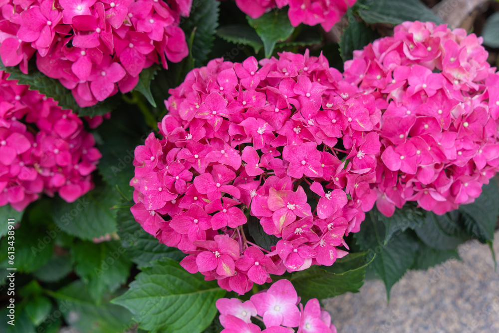 Blooming pink, red hydrangeas in the garden. Shilin Official Residence Hydrangea Exhibition. Taipei, Taiwan Blooming pink, red hydrangeas in the garden. Shilin Official Residence Hydrangea Exhibition. Taipei, Taiwan