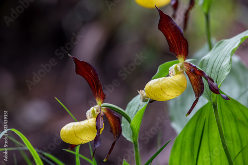 Yellow lady's slipper orchid - Cypripedium calceolus in swiss alps