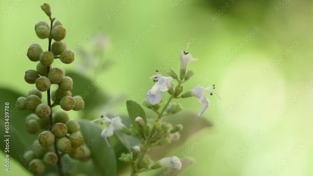 Vitex rotundifolia flowers on nature background. Vitex rotundifolia flowers on nature background.