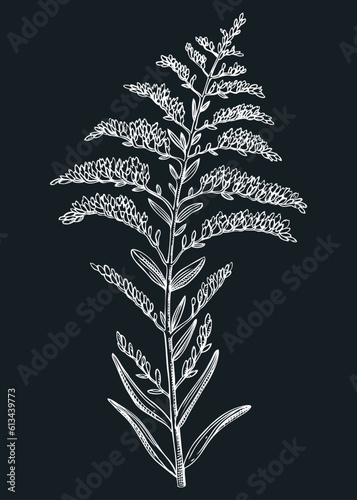 Goldenrod vector illustration. Hand-drawn summer flower sketch. Wildflower drawing on chalkboard. Tropics or savannas flowering plant. Floral design element in engraved style