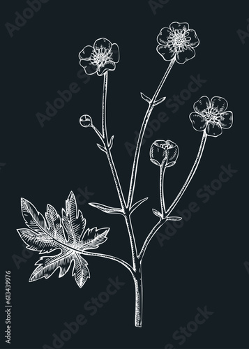 Meadow buttercup vector illustration. Hand-drawn summer flower sketch. Wildflower drawing ion chalkboard. Gardens, meadows, or woodlands flowering plants. Floral design element