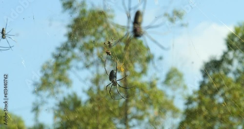 handheld shot of Nephila antipodiana wheel web spiders from bali indonesia in the area of mount batur with large spider web in nature photo