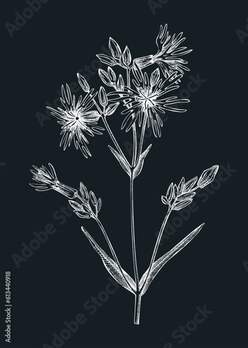 Ragged-robin botanical vector illustration. Hand drawn summer flower sketch. Wildflower drawing on chalkboard. Damp meadows or woodlands flowering plant. Floral design element in engraved style