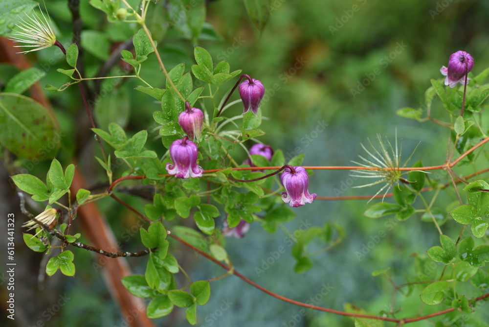 Obraz premium Bell-shaped viorna Clematis flowers. Ranunculaceae perennial vine. Blooms from May to October.