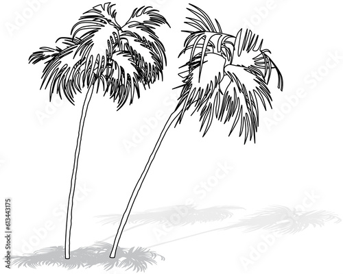 Drawing of Two Tropical Coc...