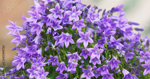 Purple flowers of the Dalmatian wall bellflower, Campanula portenschlagiana photo