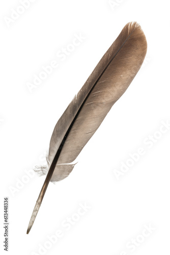 feather on white