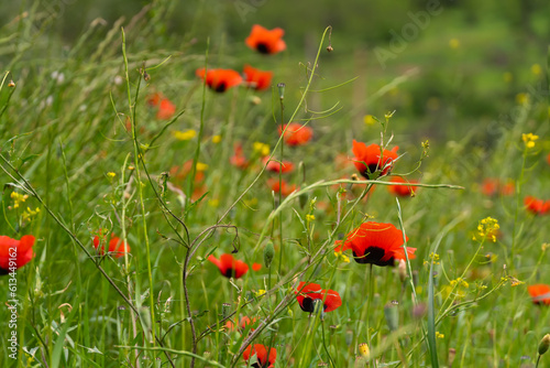 Close-up of beautiful poppy flowers on the field. Bright poppy field in the wild. Floral background, wallpaper of field poppies