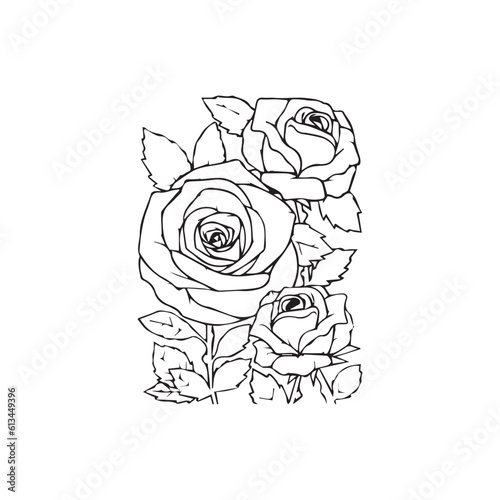  Rose flowers line art vector.