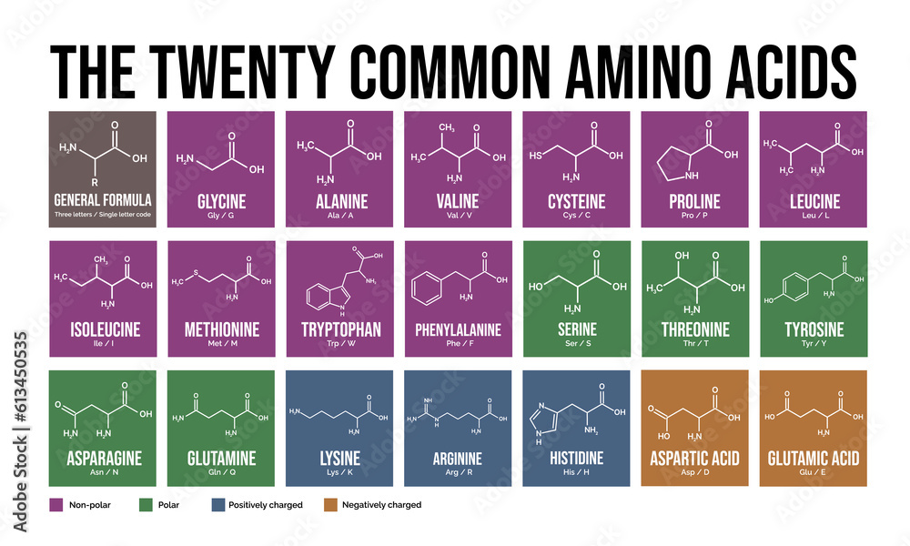 The twenty common amino acids. Skeletal formulas and classification ...