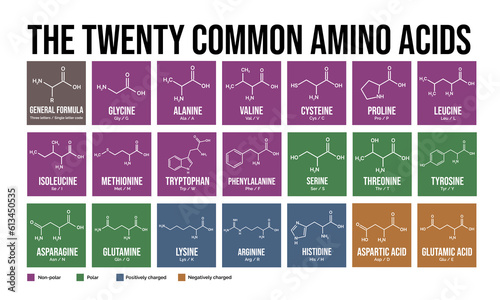 The twenty common amino acids. Skeletal formulas and classification. Vector editable