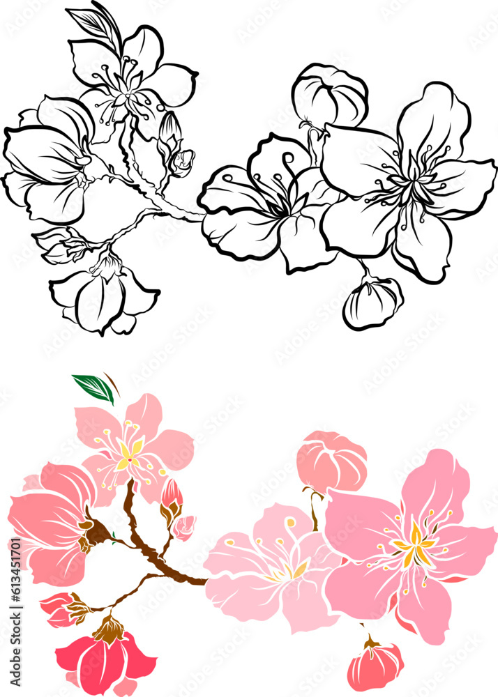 Free hand Sakura flower vector set, Beautiful line art Peach blossom isolate on white background.Cherry blossom illustration set.Element for weding card or printing on backdrop. Free hand Sakura flower vector set, Beautiful line art Peach blossom isolate on white background.Cherry blossom illustration set.Element for weding card or printing on backdrop.