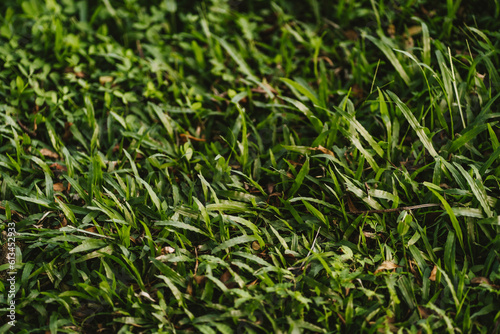 Photo of green grass with small leaves. Green leaves carpet, summer garden texture