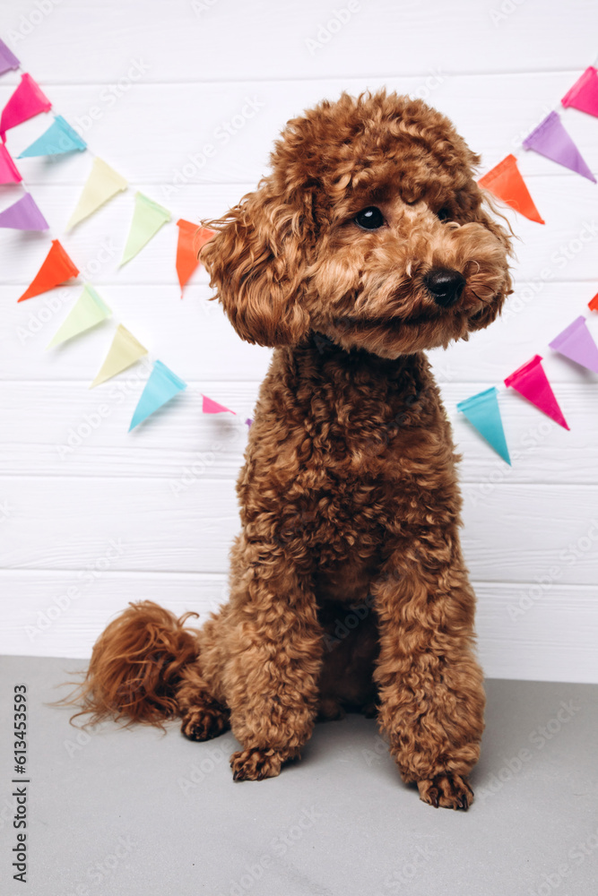 A small red poodle in a festive red cap on a white wooden background celebrates a birthday, close up. Front view
