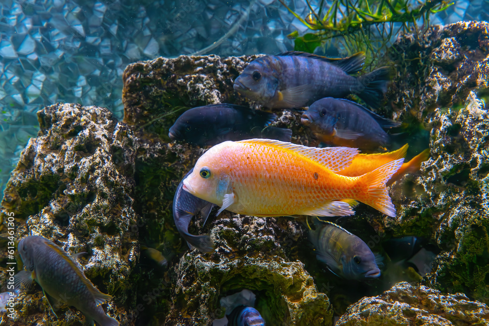 Pseudotropheus zebra, red african cichlid mbuna swimming in aquarium water wtih decor. Famous fresh water fish for aquarium hobby. Aquatic organism, underwater life, aquarium pet Pseudotropheus zebra, red african cichlid mbuna swimming in aquarium water wtih decor. Famous fresh water fish for aquarium hobby. Aquatic organism, underwater life, aquarium pet