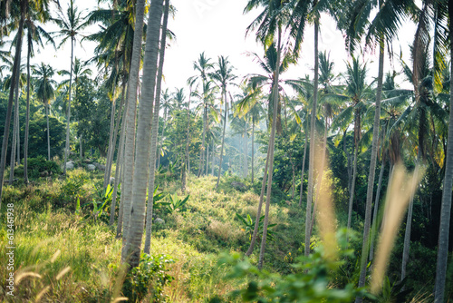 Palm tree on a tropical island