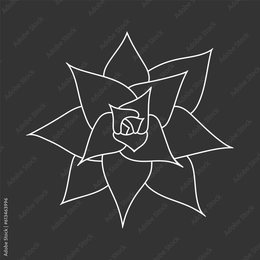 Succulent echeveria in doodle style, vector illustration. Desert flower for print and design. Outline mexican plant, graphic isolated element on chalk board background. Housplant for decor interior
