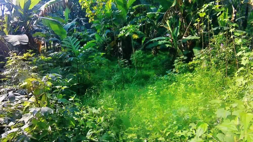 Cinematic video taken using an FPV drone that flies between trees, banana trees and shrubs in the wild Cinematic video taken using an FPV drone that flies between trees, banana trees and shrubs in the wild
