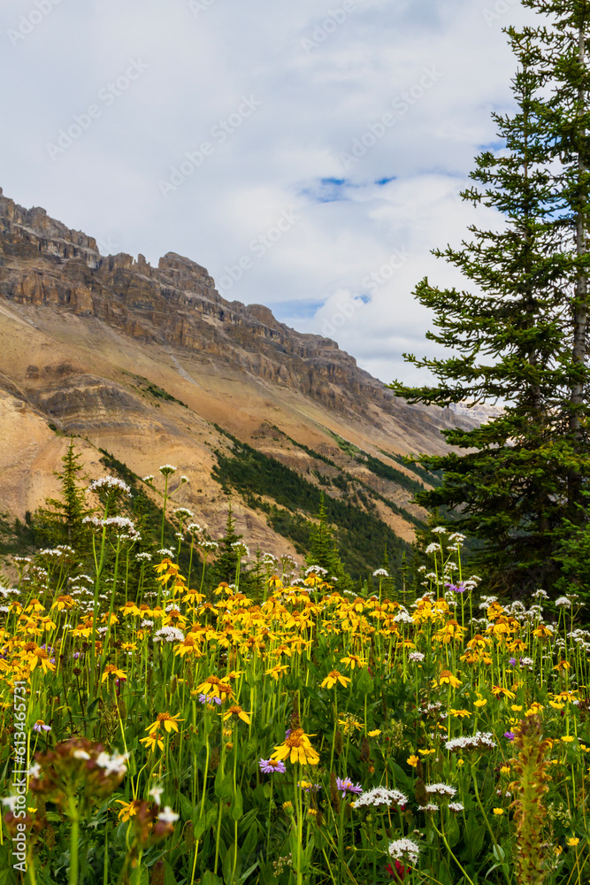 Mountain arnica (Arnica latifolia) and Sitka valerian (Valeriana sitchensis) in a high mountain meadow. In the background Dolomite Peak. Banff National Park, Alberta, Canada