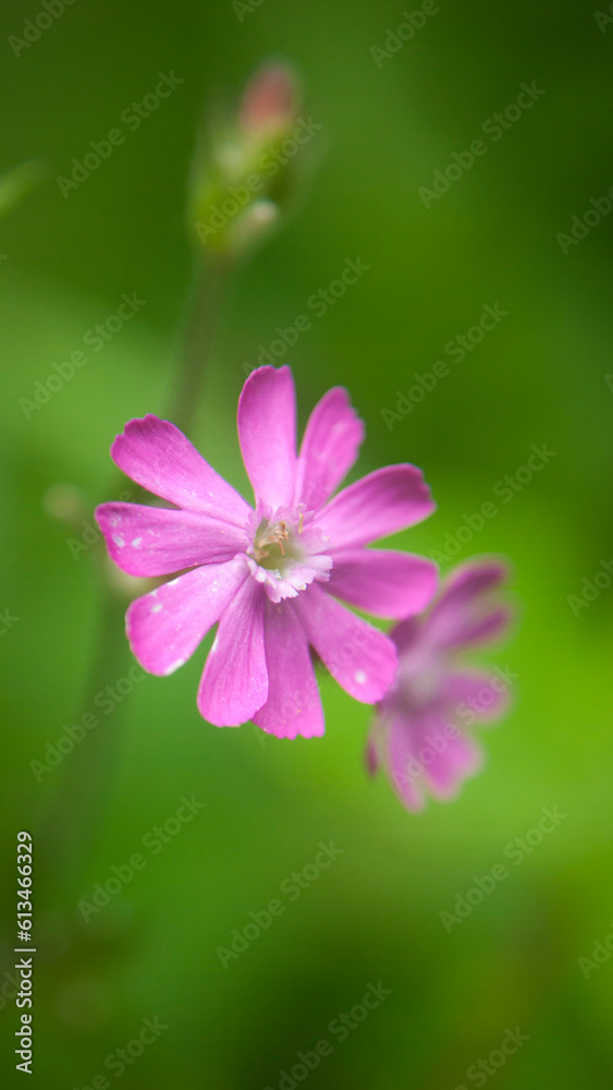 Flores fucsia de planta silvestre en bosque Flores fucsia de planta silvestre en bosque