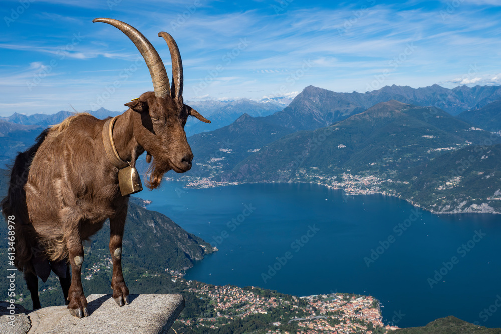 Goat on Lake Como Alps