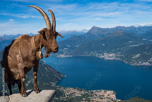 Goat on Lake Como Alps © Nikokvfrmoto