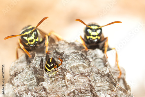 Wasp's Nest. Paper wasps are active in their nests Selective Focus.
