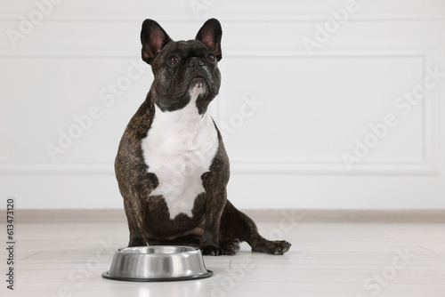 Adorable French Bulldog near bowl indoors. Lovely pet