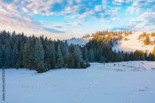 spruce forest on the snow covered hills in evening light. mountainous countryside scenery in winter. frosty weather with hoar on the trees and clouds on the sky