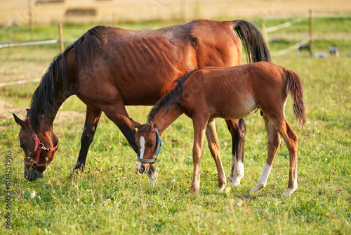Small brown Arabian horse foal standing next to his mother  blurred green grass field background