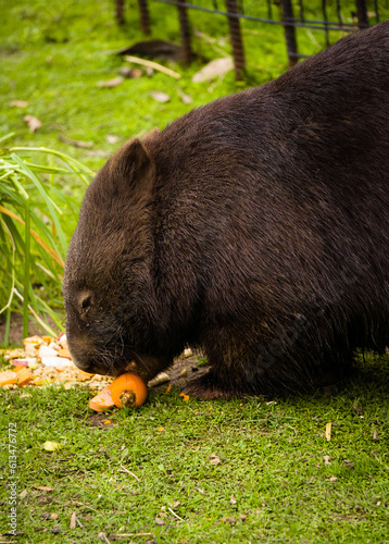 Common Wombat Feeding On Vegetables At Moonlit Sanctuary