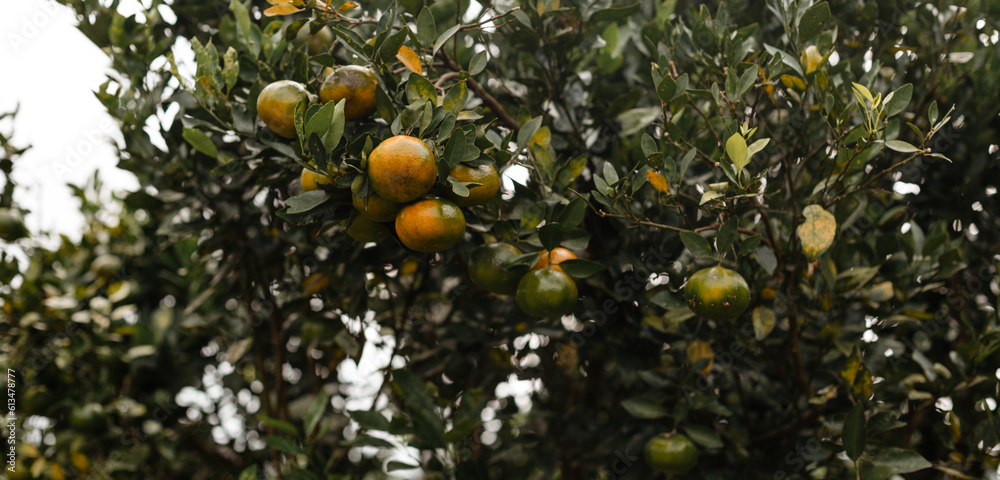 Banner of the harvest of tangerines on a tree. Green and yellow citrus fruits. Delicious organic fruit in the garden