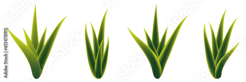 Aloe vera vector illustration set. Isolated element.