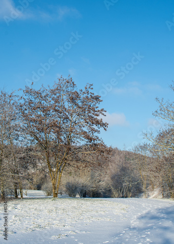 Wallpaper Mural Trees in winter
 Torontodigital.ca