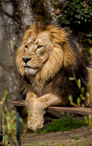 Lion with beautiful mane resting at Wilhelma zoological garden  Stuttgart  Germany