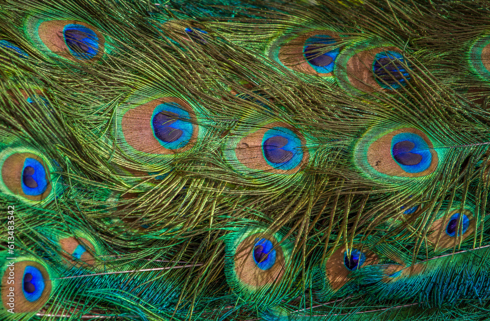 Obraz premium Pattern of peacock feathers, close-up