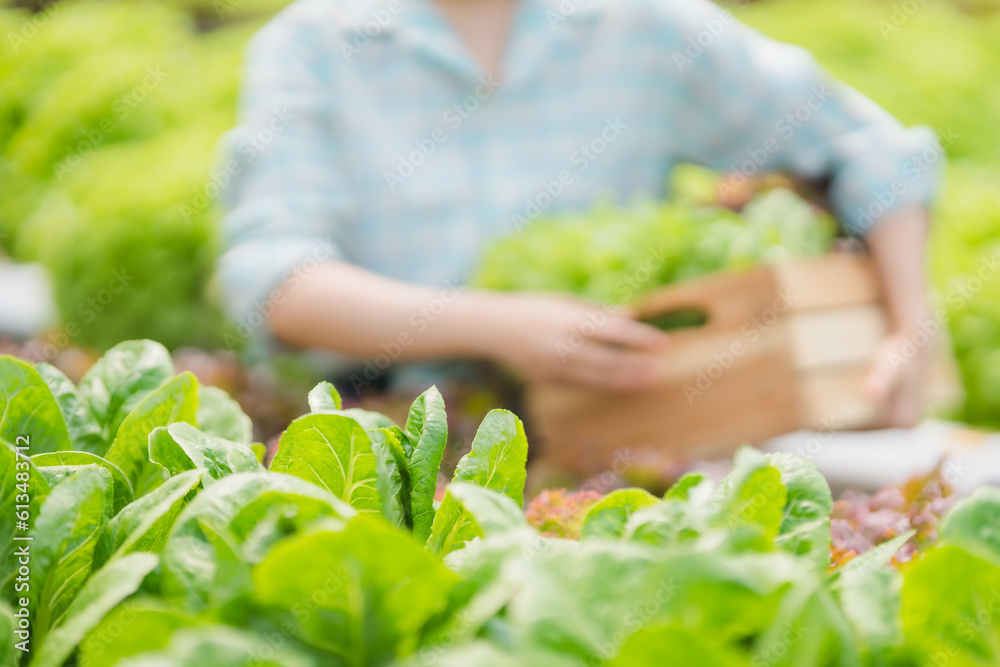 Asian farmers at hydroponic vegetables salad farm.
