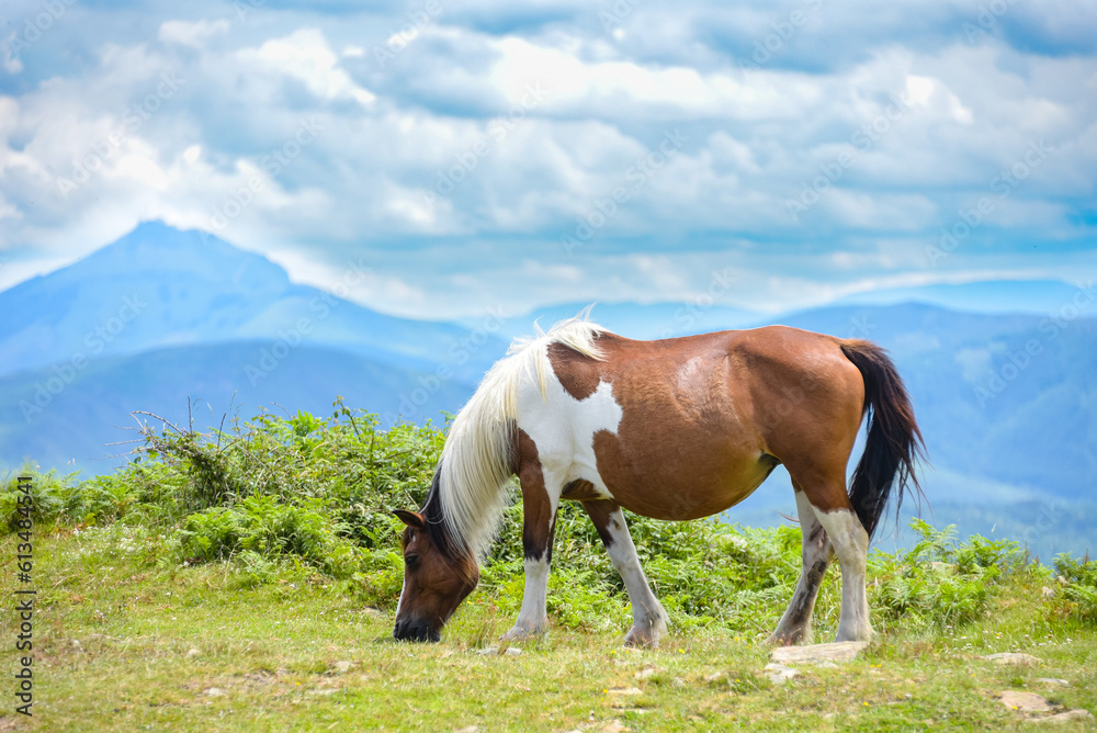 caballos caballos