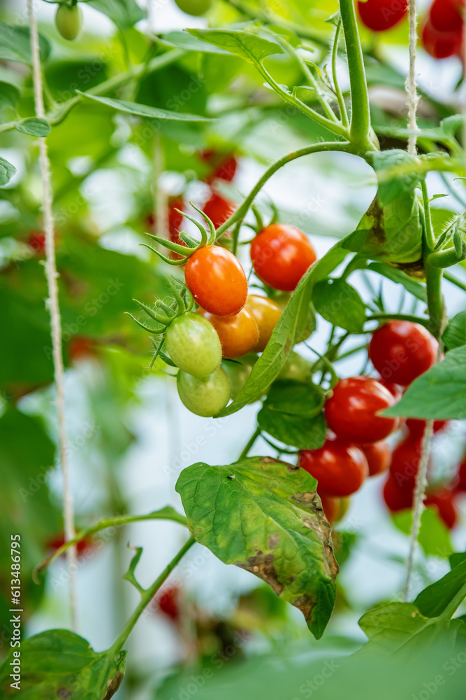 Bunches of ripe and unripe cherry tomatoes growing in a greenhouse