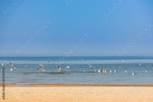 Seagulls looking for food in the water of Baltic sea