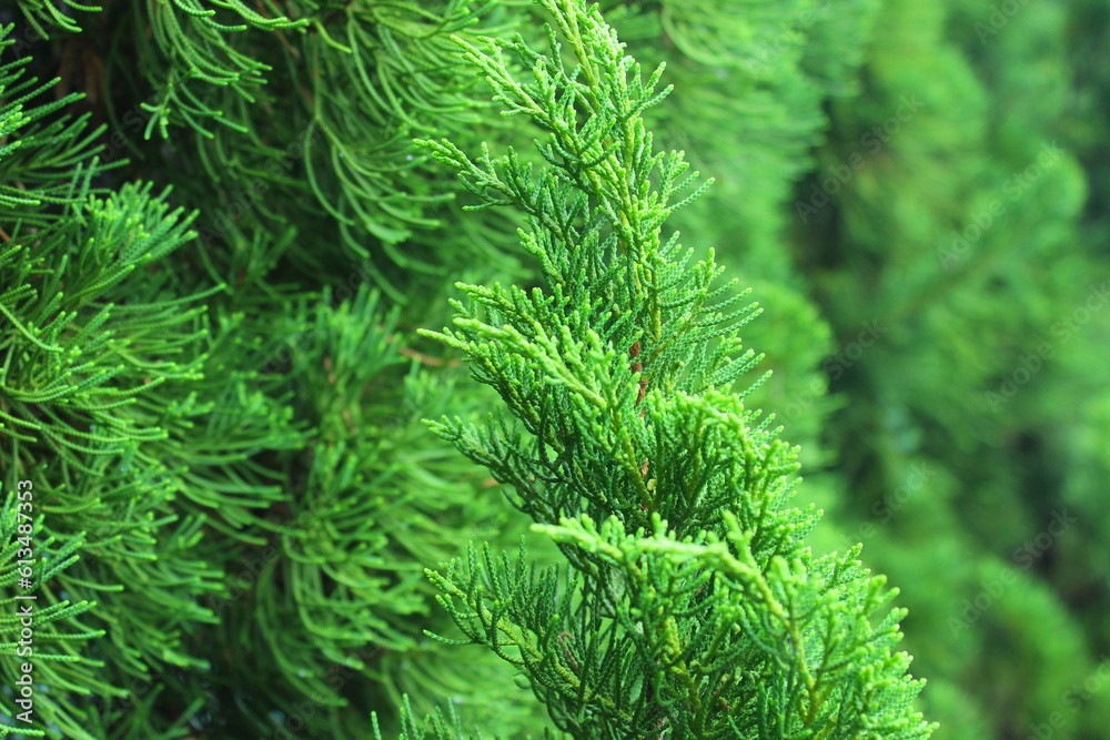 this is an evergreen tree this is an evergreen tree