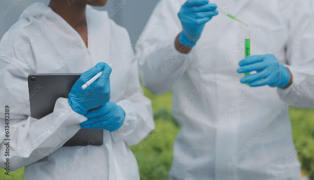 Organic farm ,Worker testing and collect environment data from bok choy organic vegetable at greenhouse farm garden. Organic farm ,Worker testing and collect environment data from bok choy organic vegetable at greenhouse farm garden.