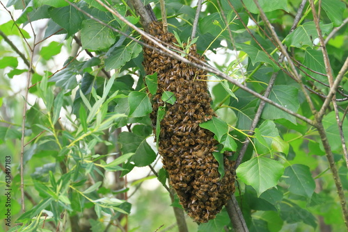 Bees swarming on tree